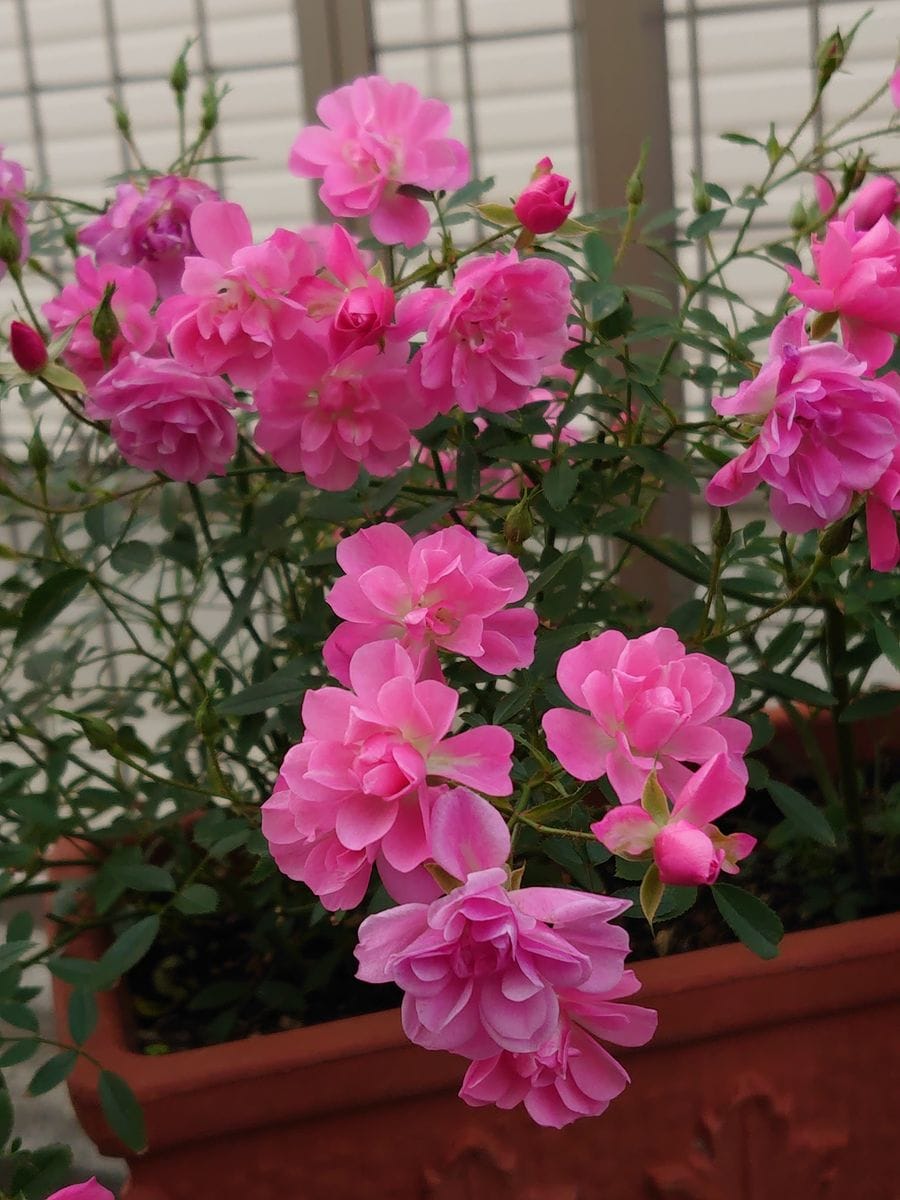 ミニ薔薇のほほえみがわんさかわんさか💞