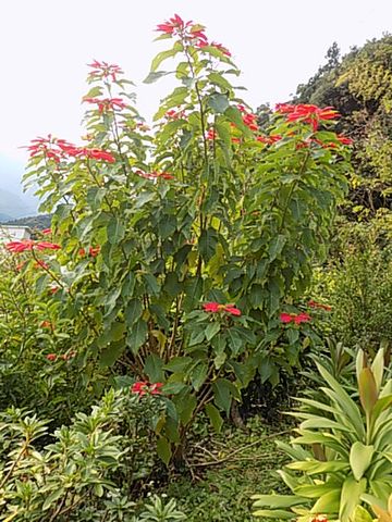 町で見かけた地植えポインセチア