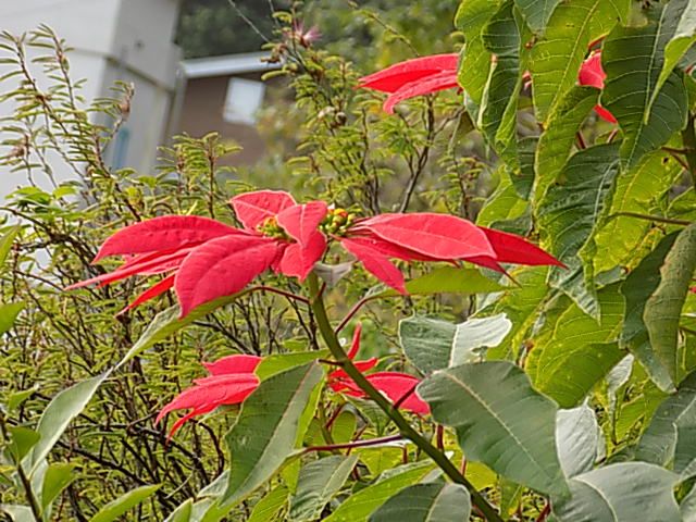 町で見かけた地植えポインセチア