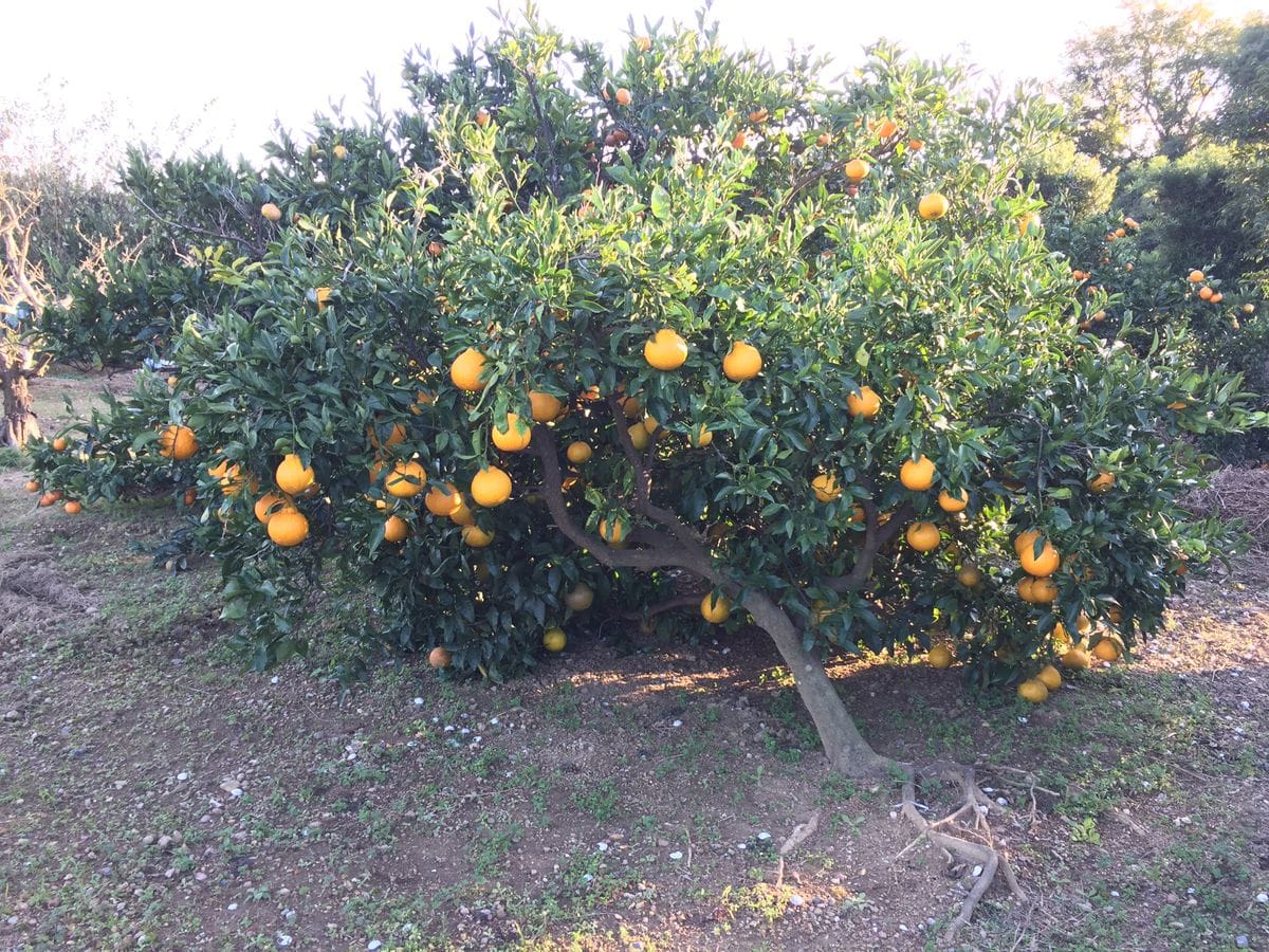 農園だより〜惨状〜