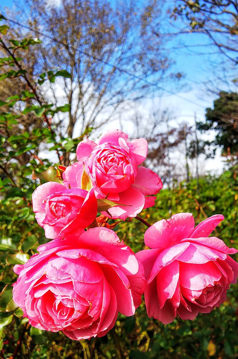 大船フラワーセンターの秋薔薇🌹①