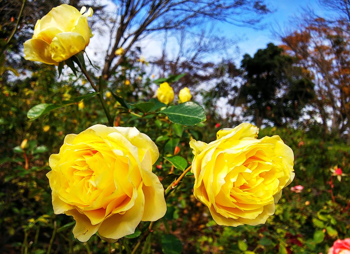 大船フラワーセンターの秋薔薇🌹①