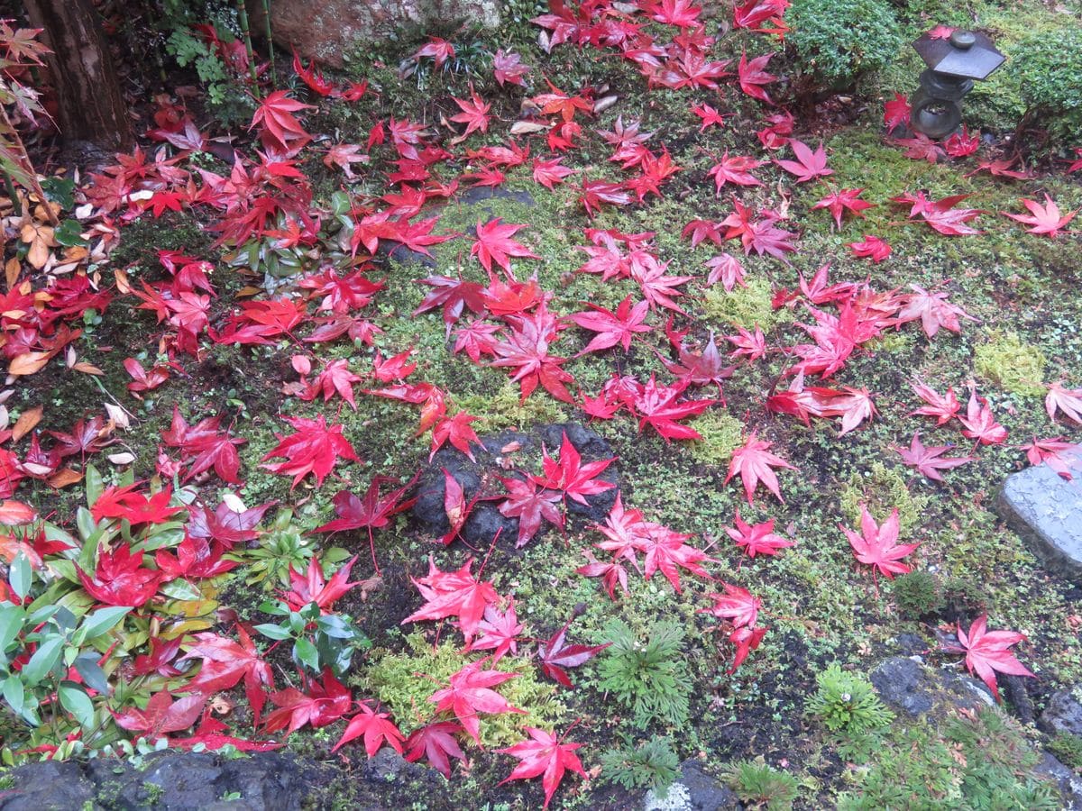 ノムラモミジ深紅に染まる