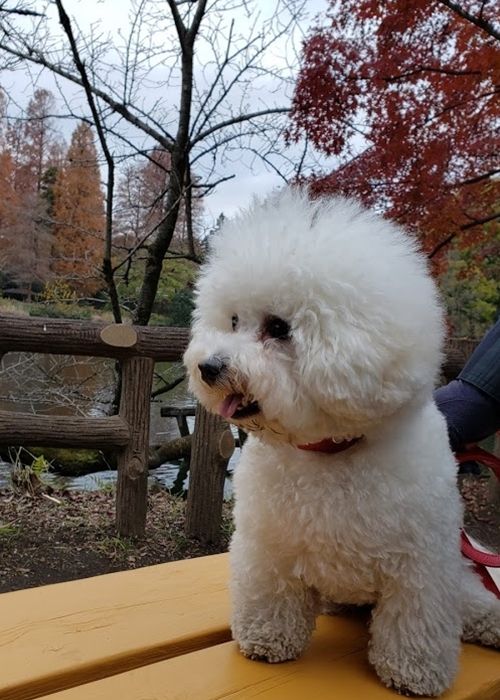 井の頭公園に行って来ました