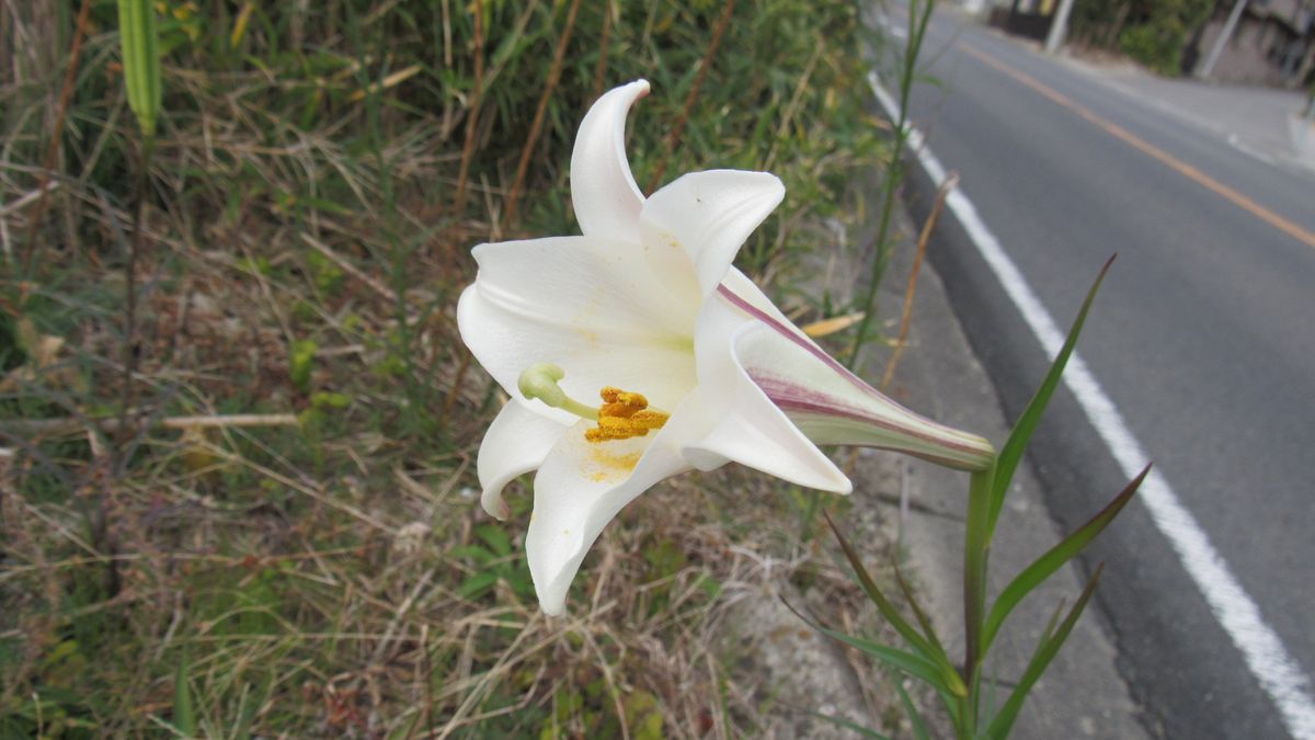 道端で見つけたタカサゴユリ