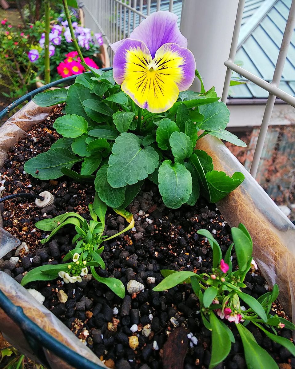 新入りビオラを植えました🌿