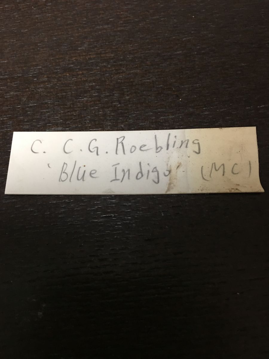 C,　C.G.Roebring 'Blue Indigo'
