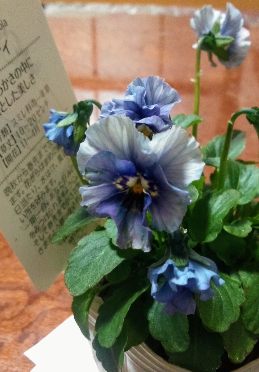 Roka Viola  Lady