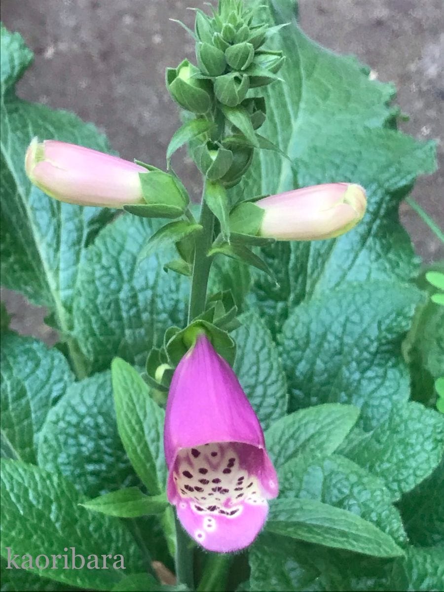 ジギタリスの花芽