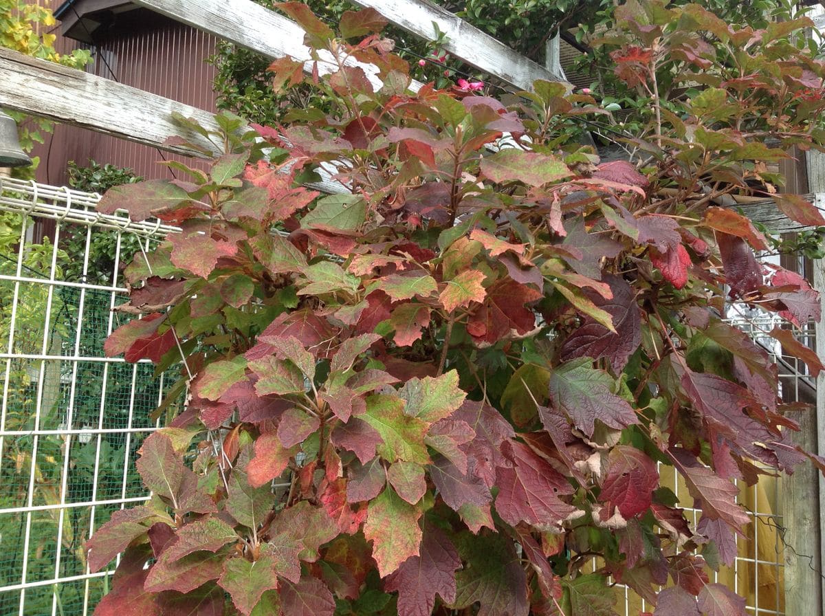 柏葉アジサイが紅葉して冬を感じさせます。