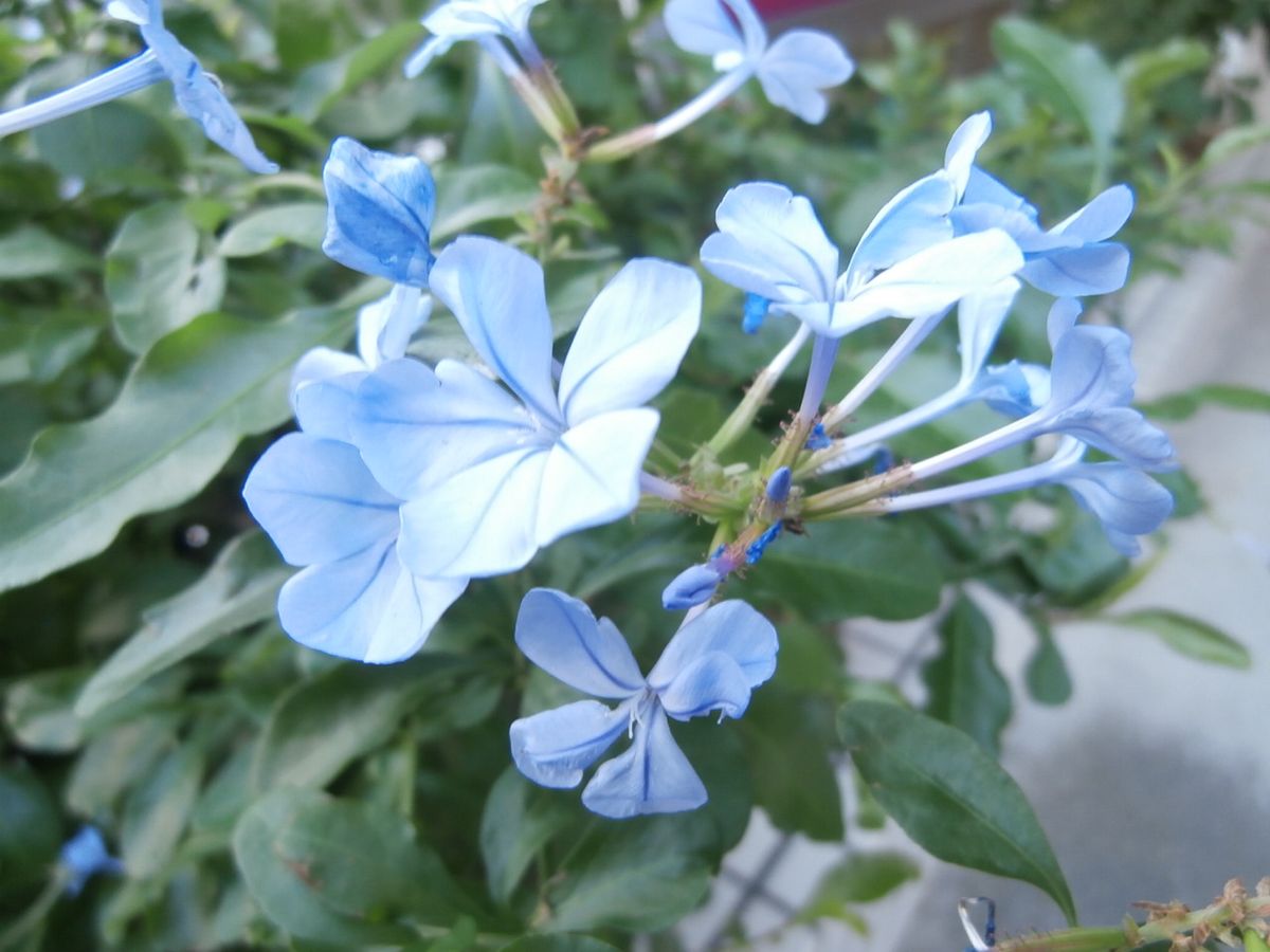 水色の花　赤い花(ゼラニュ－ム)　桃色の花(ゼラニュ－ム)