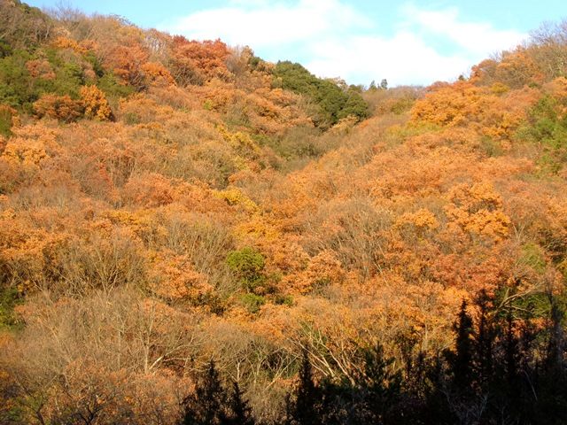 初冬の里山