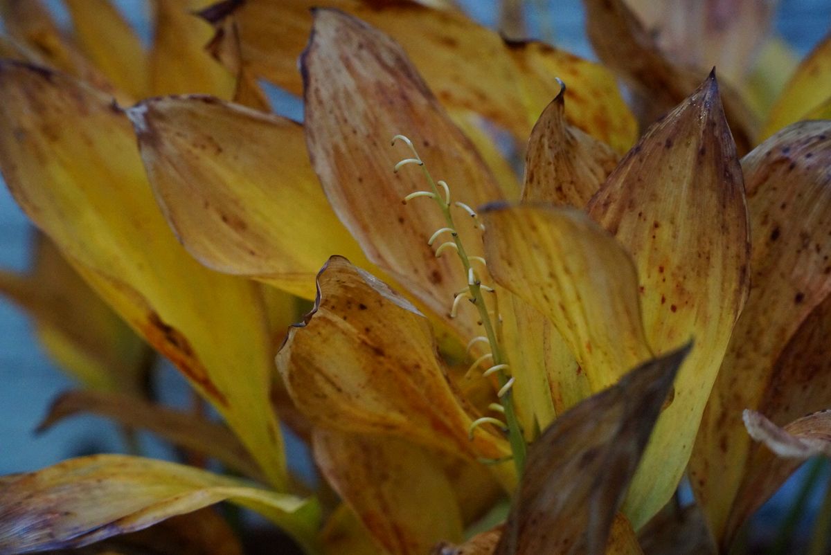 すずらんの紅葉