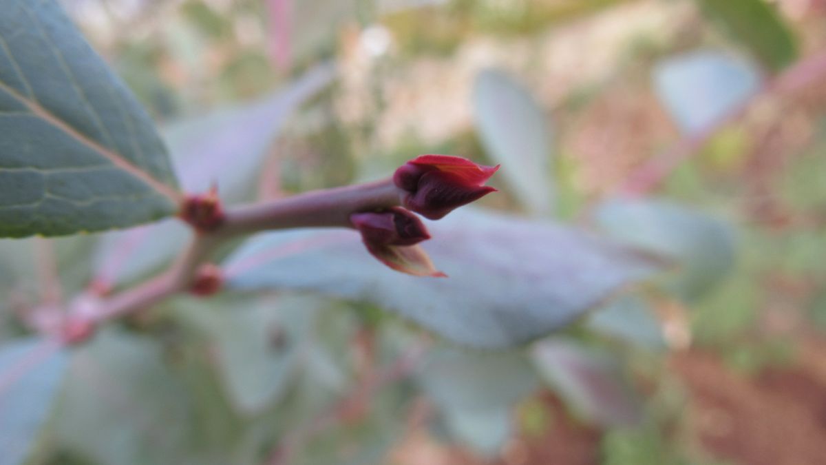 ブルーベリーの花芽と葉芽