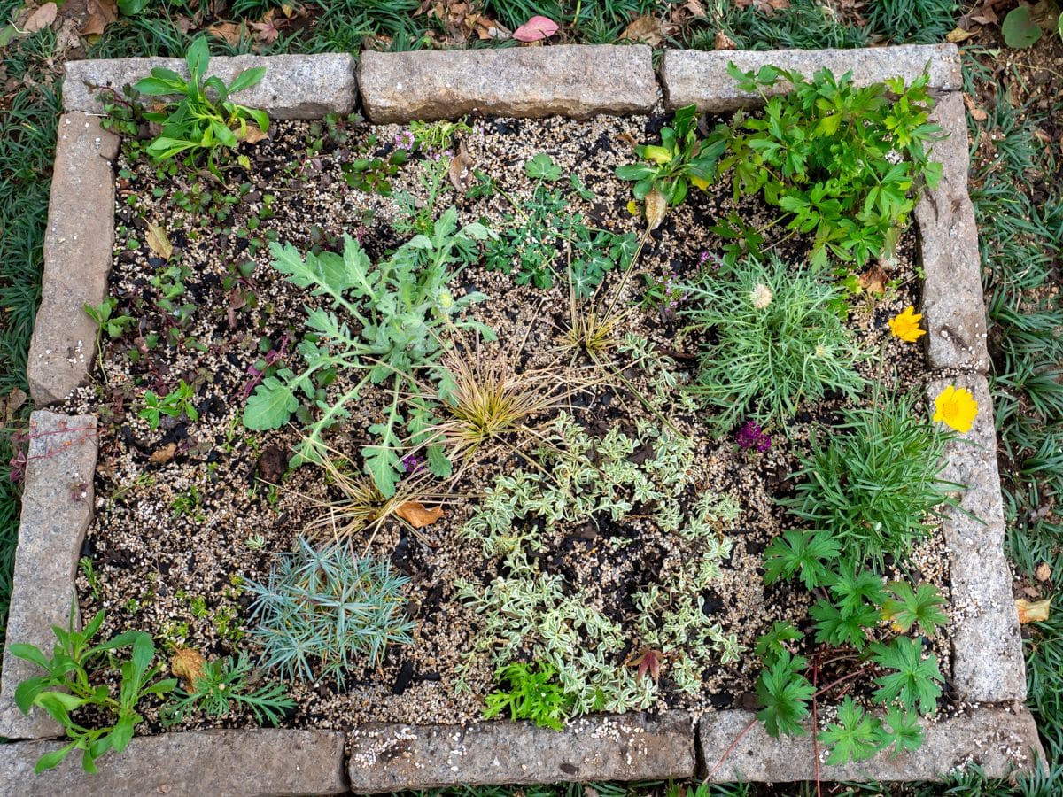 増設した花壇に植栽しました。