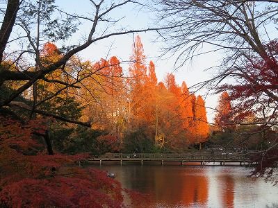 井の頭公園_紅葉（東京都三鷹市・武蔵野市）