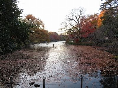 井の頭公園_紅葉（東京都三鷹市・武蔵野市）