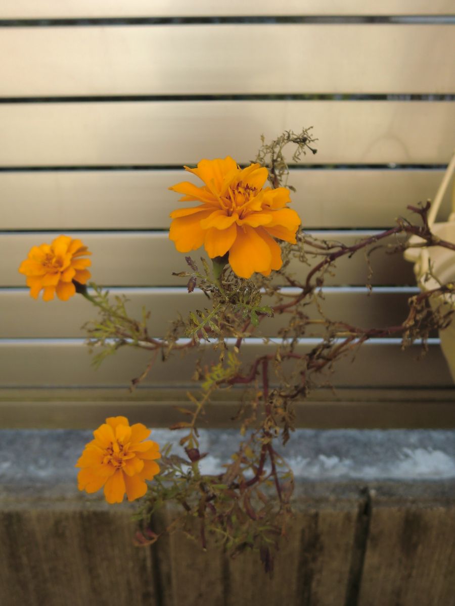 冬空の花たち