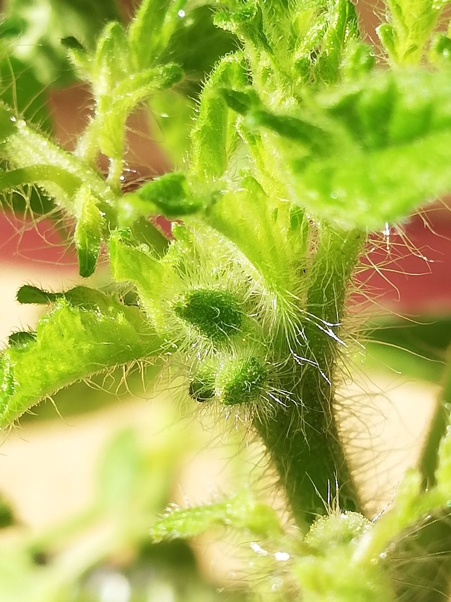 トマト１号🍅(苗C,D)の定植