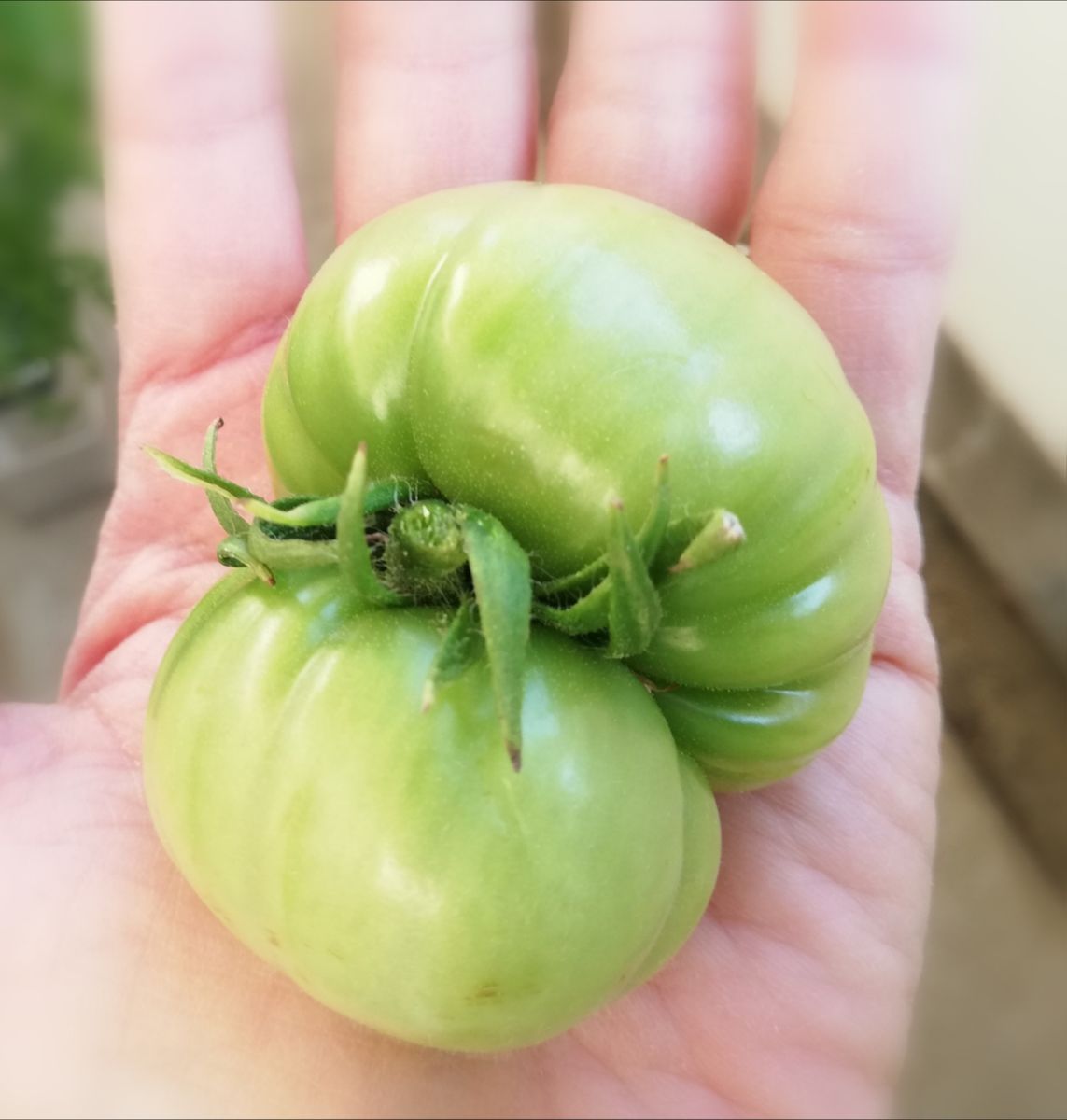 トマト１号🍅奇形果の摘芯