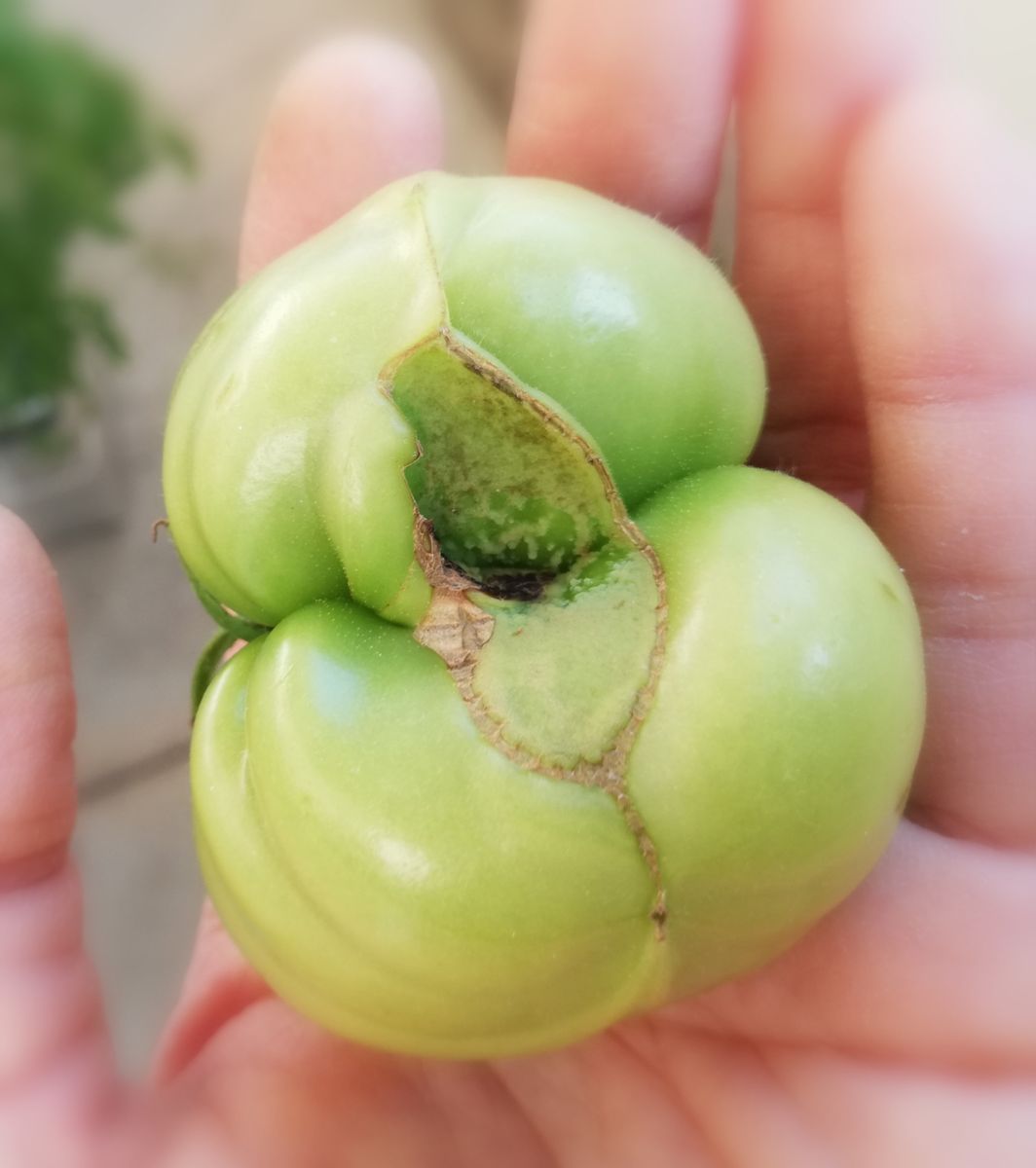 トマト１号🍅奇形果の摘芯