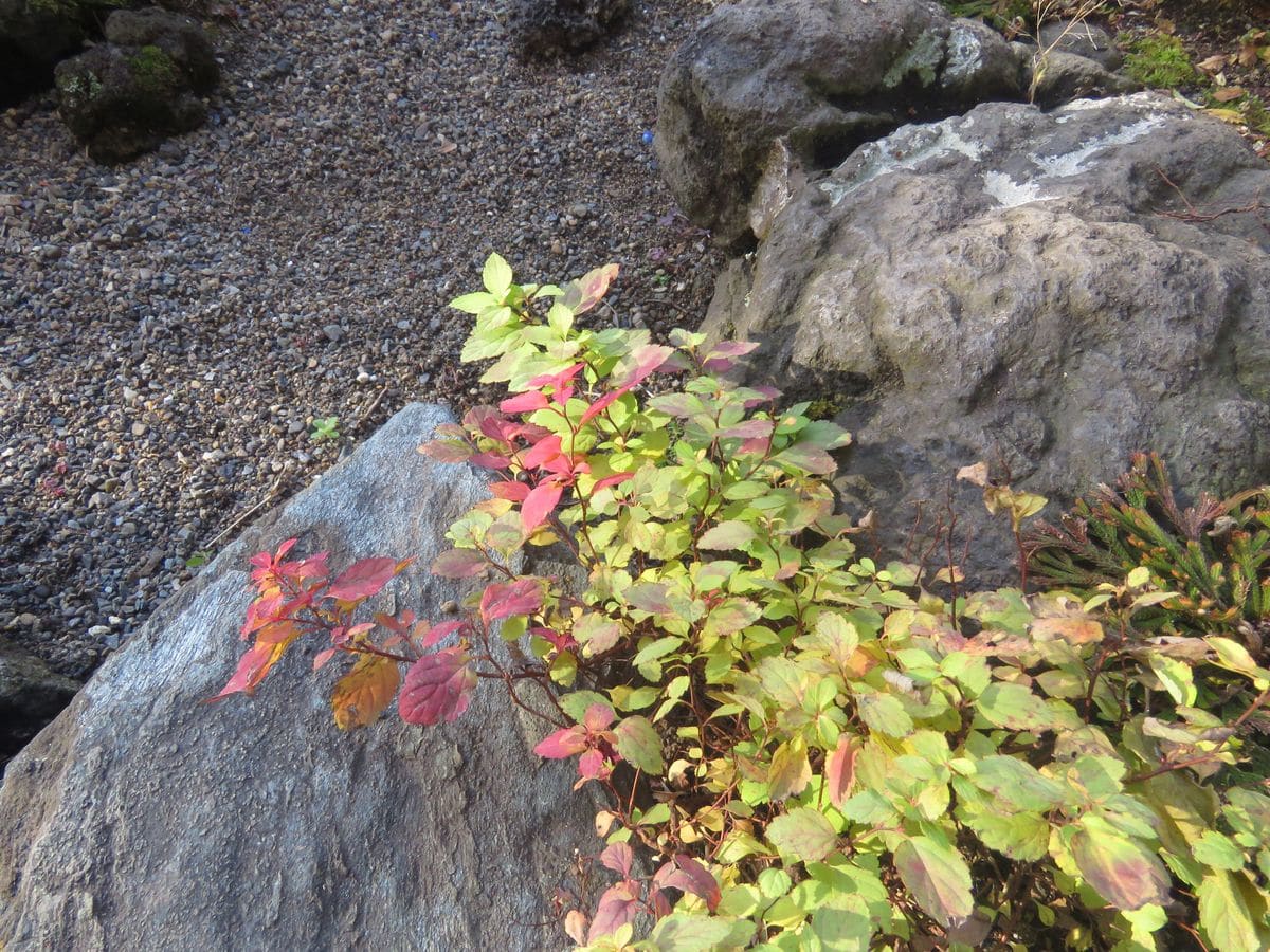 シモツケの紅葉