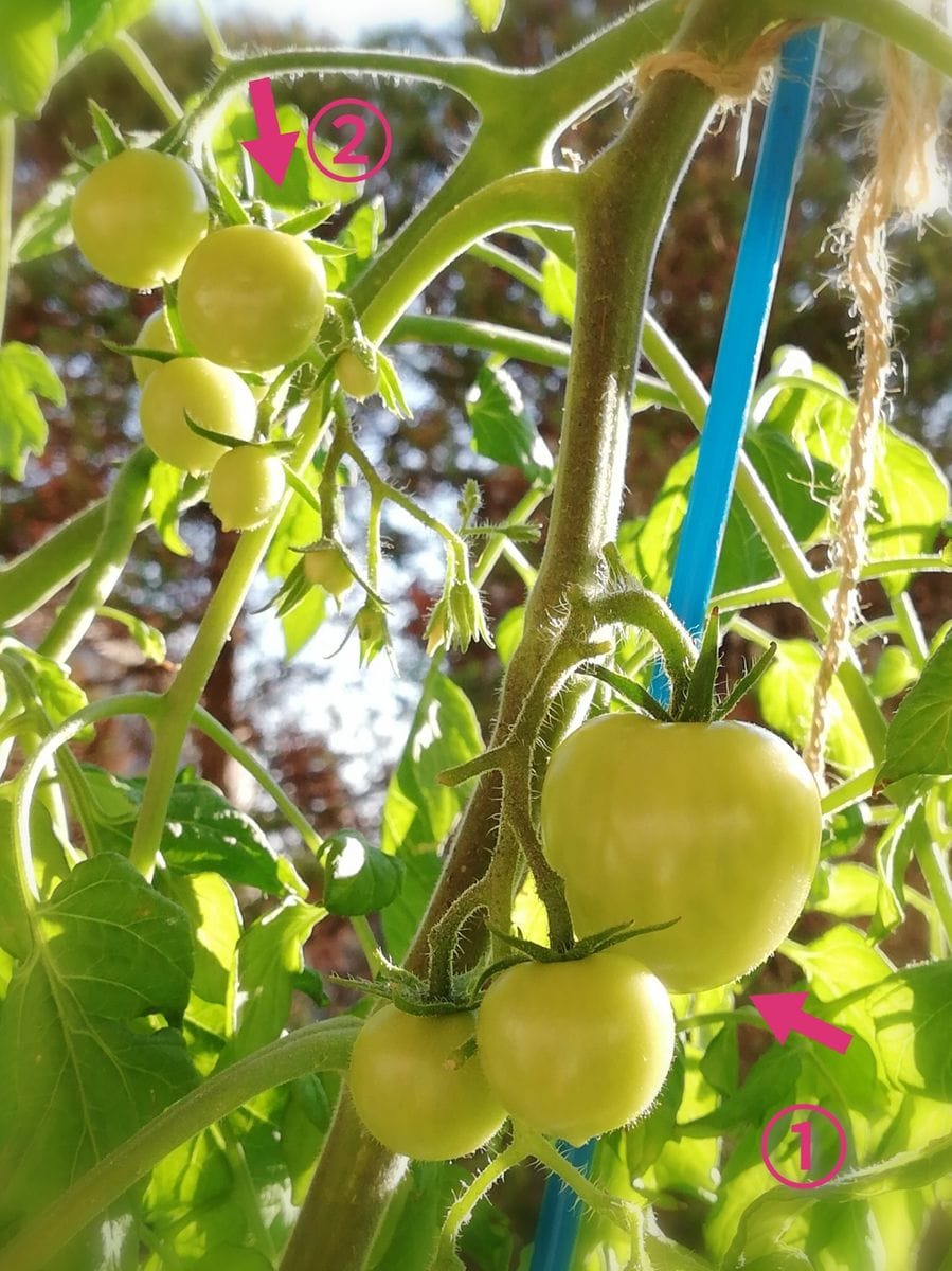 房どりトマト🍅の様子