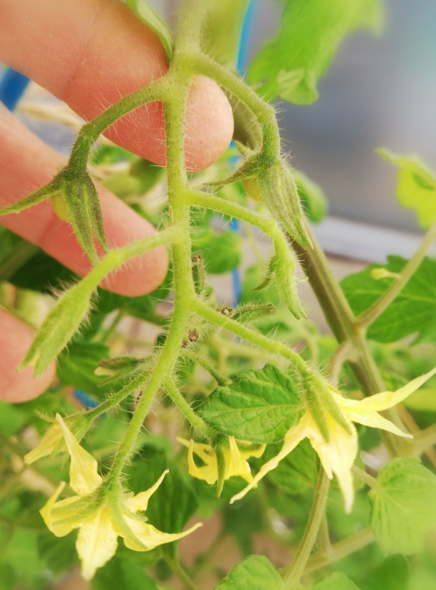 房どりトマト🍅の様子