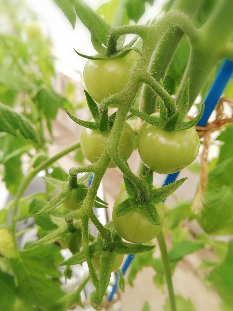 房どりトマト🍅の様子