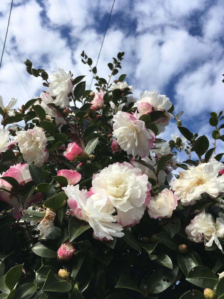 山茶花満開