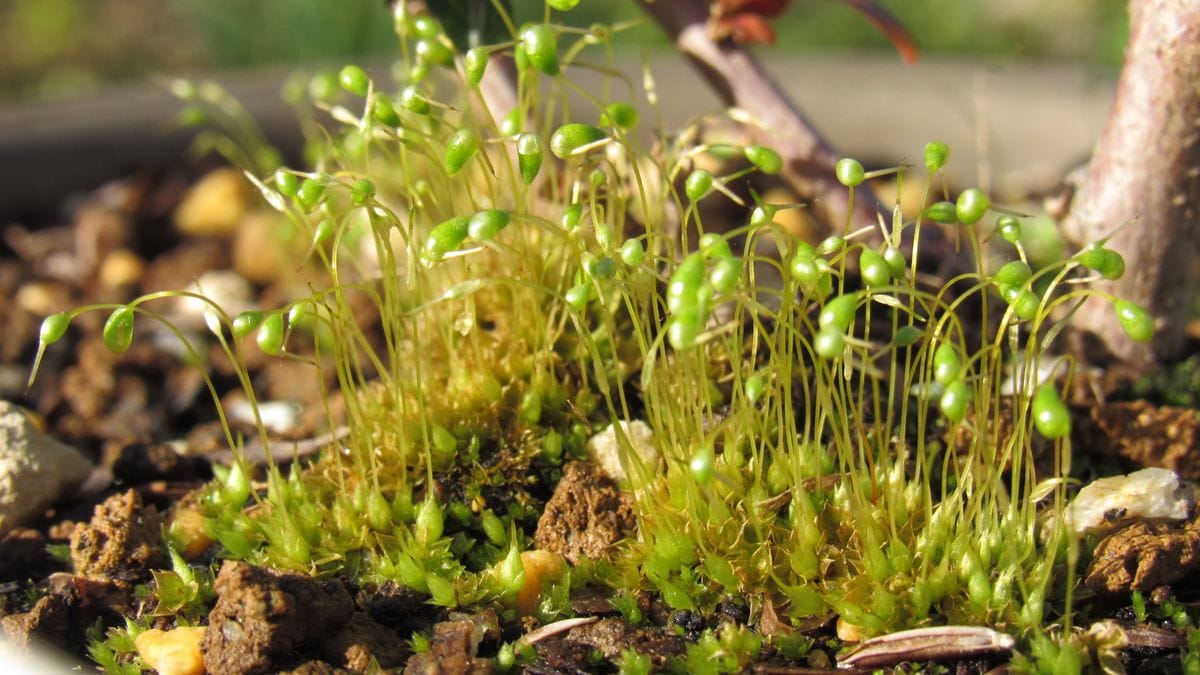 苔の花