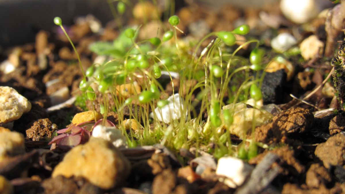 苔の花