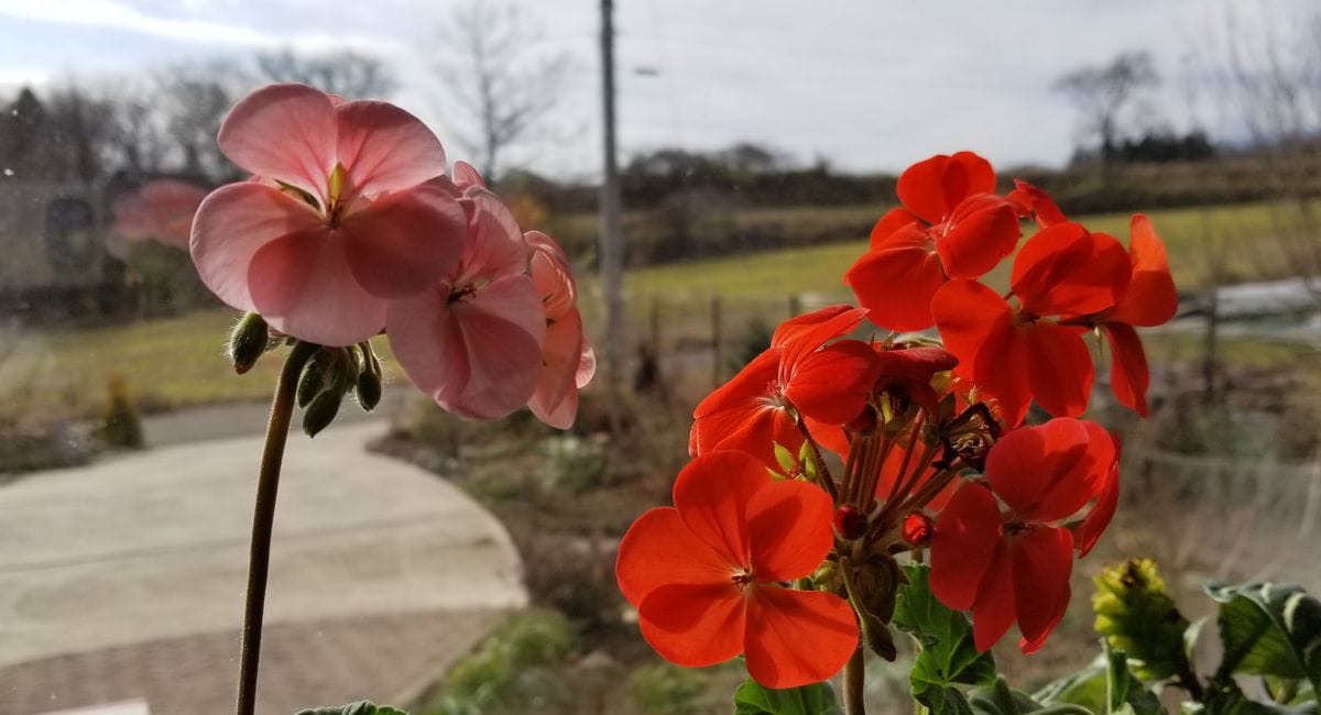 窓辺の花