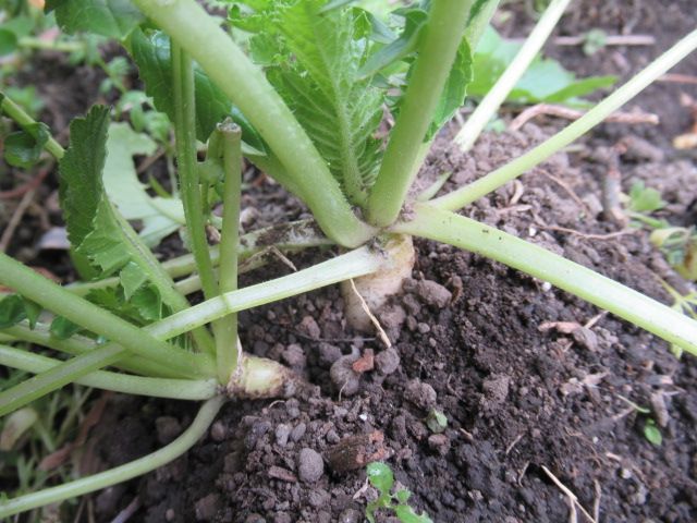 これも野菜