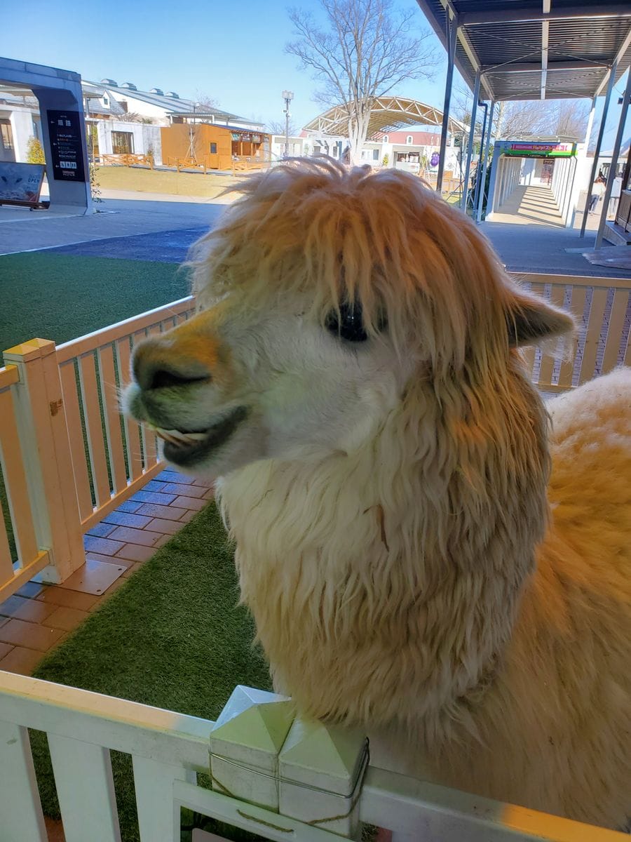 那須どうぶつ王国🐧と芦野温泉♨️