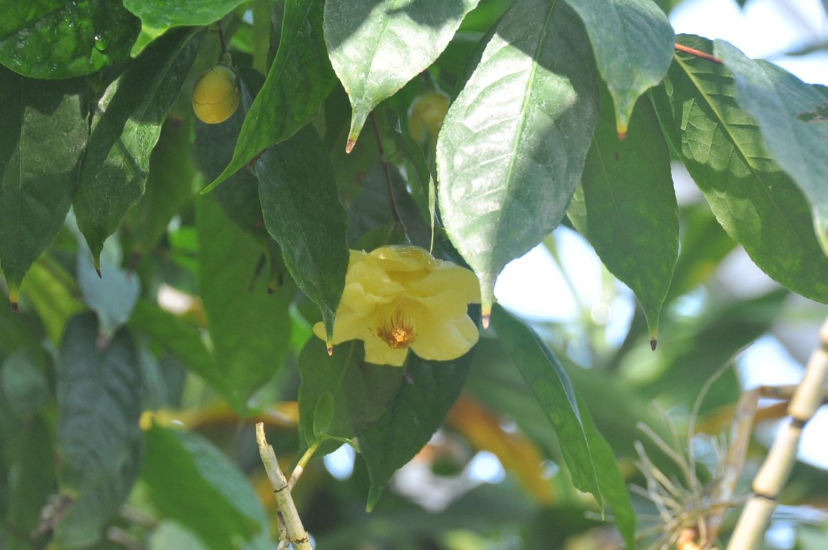 植物園に行って来ました１０２（お散歩編・黄色い椿）