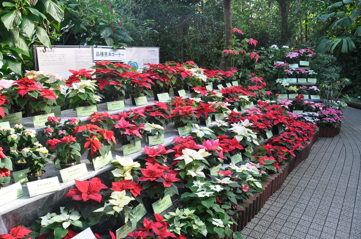 植物園に行って来ました１０２（お散歩編・黄色い椿）