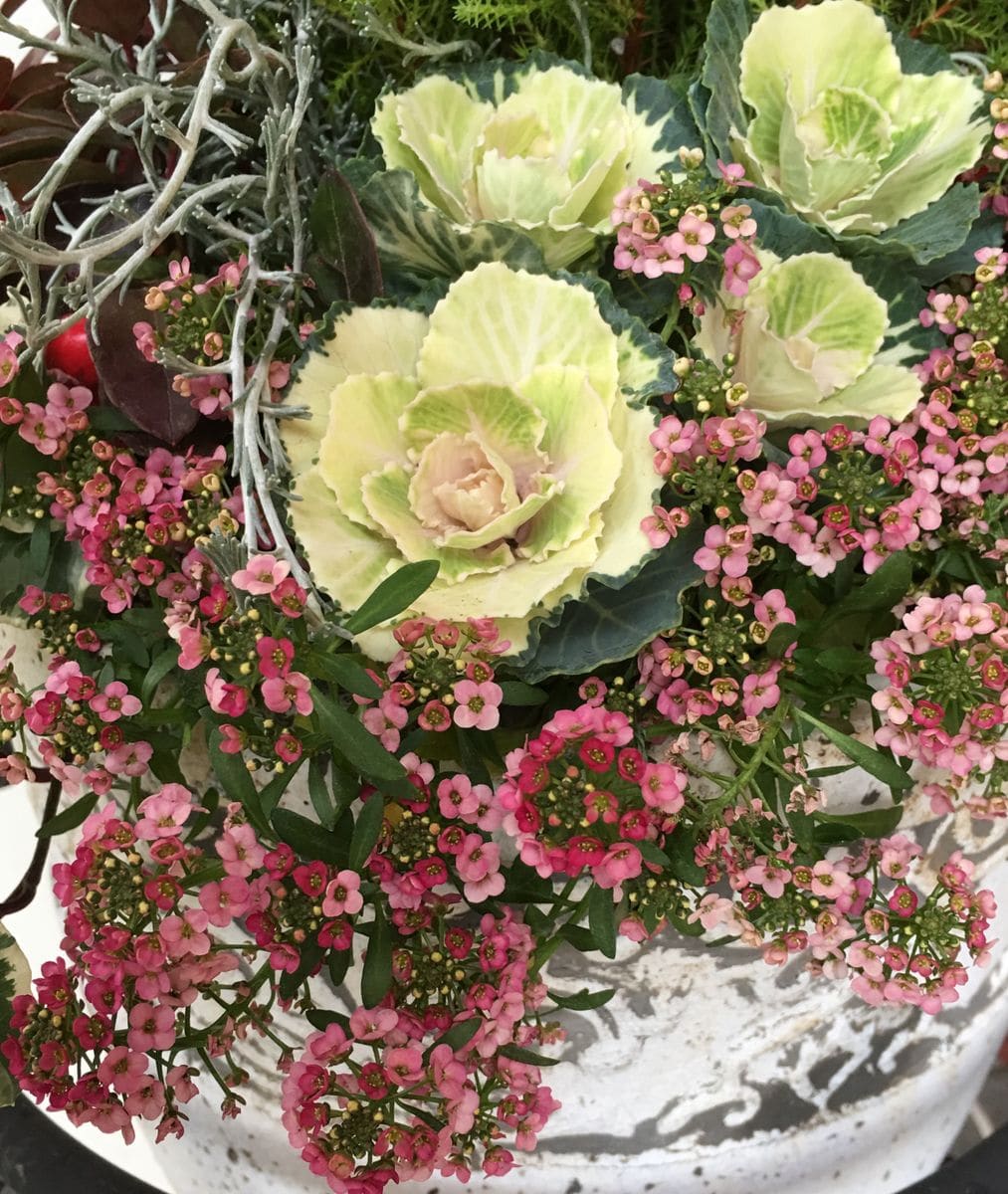 🌼エリカの寄せ植え～💕