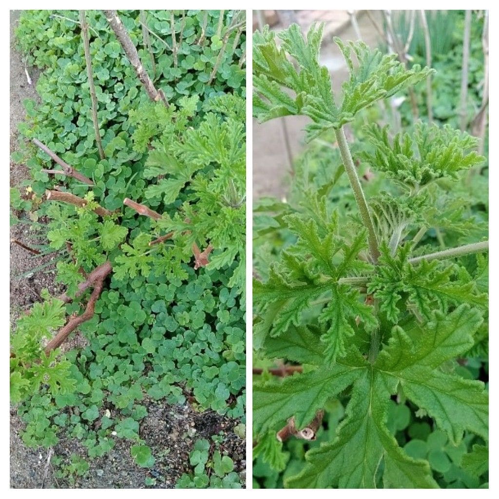 寄せ植え（新年用）！