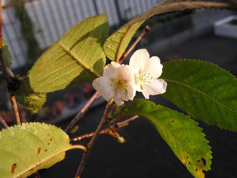 咲いています。シナノ寒桜