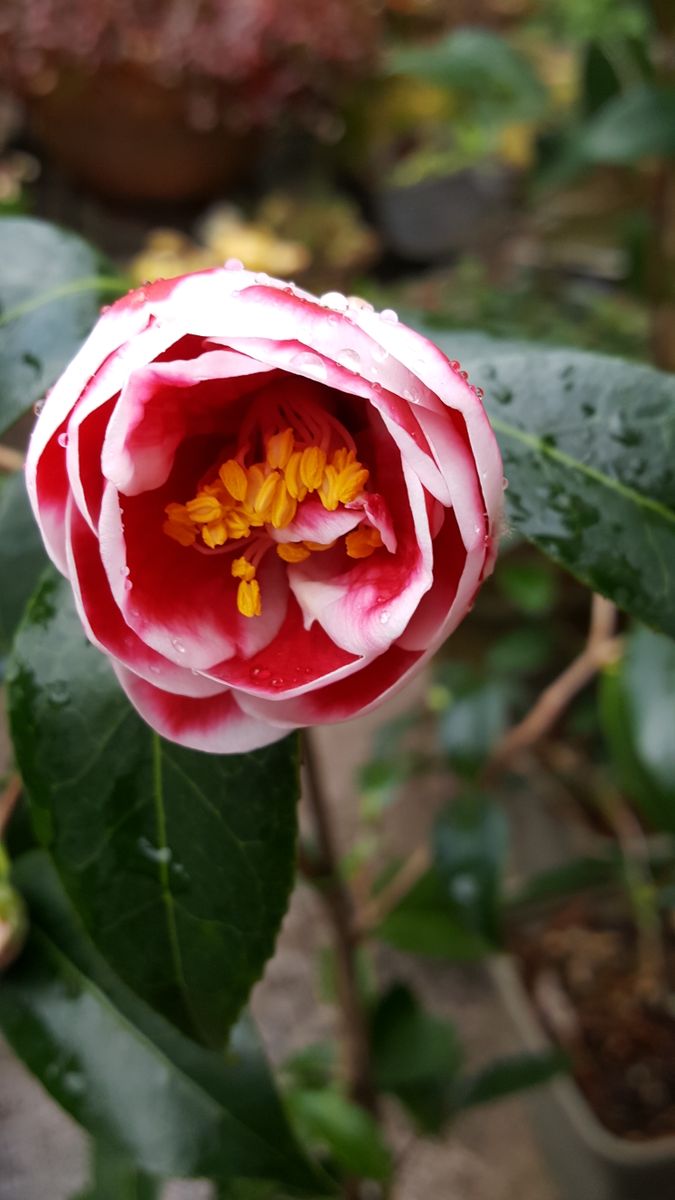 ふくおかルーバルガーデン2～冬の⛄🎄庭便り…飛びっきりの早さの開花🌼