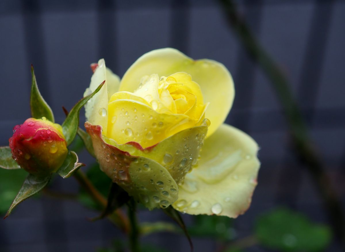 雨の日のバラたち