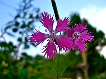 夕方の庭から　薔薇以外