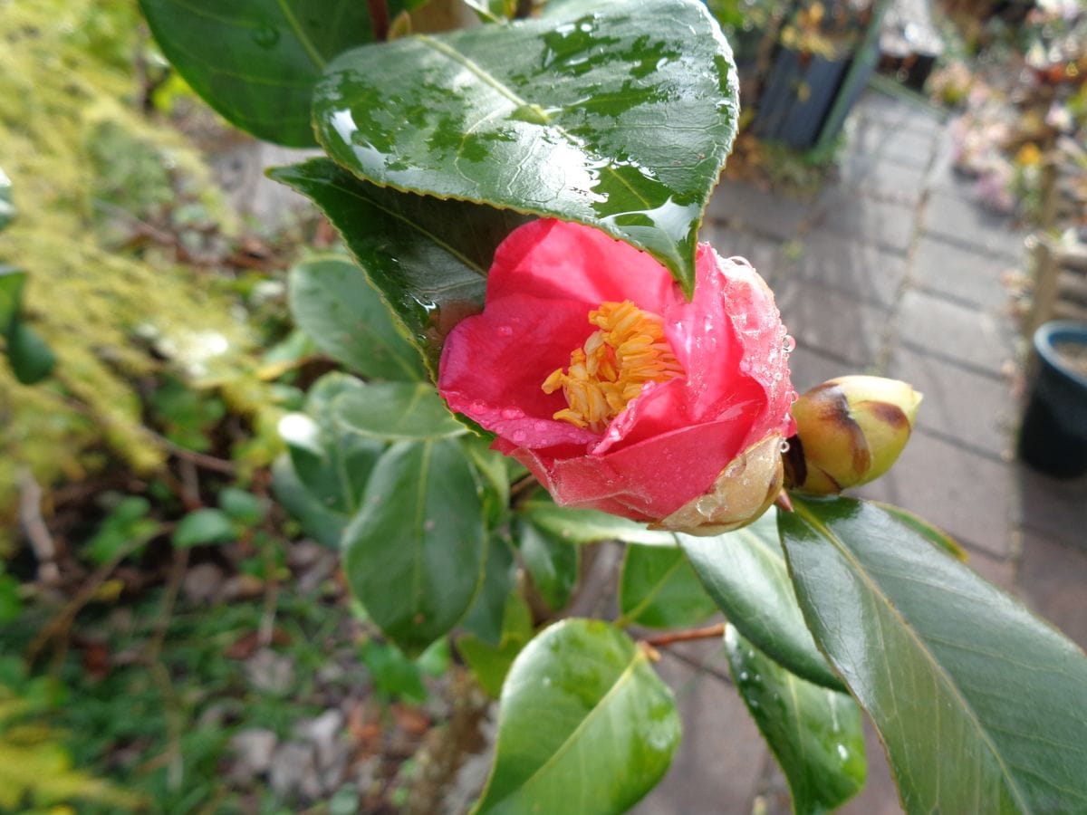 雨間の庭から。。。