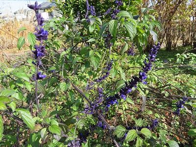 生活の木_薬香草園_花（埼玉県飯能市）