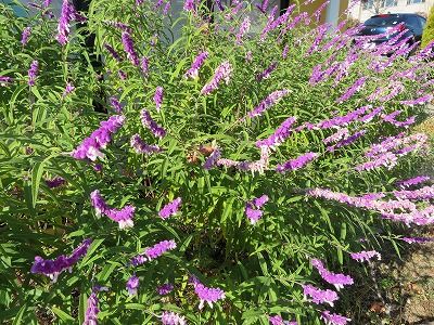 生活の木_薬香草園_花（埼玉県飯能市）