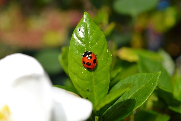 クチナシの花