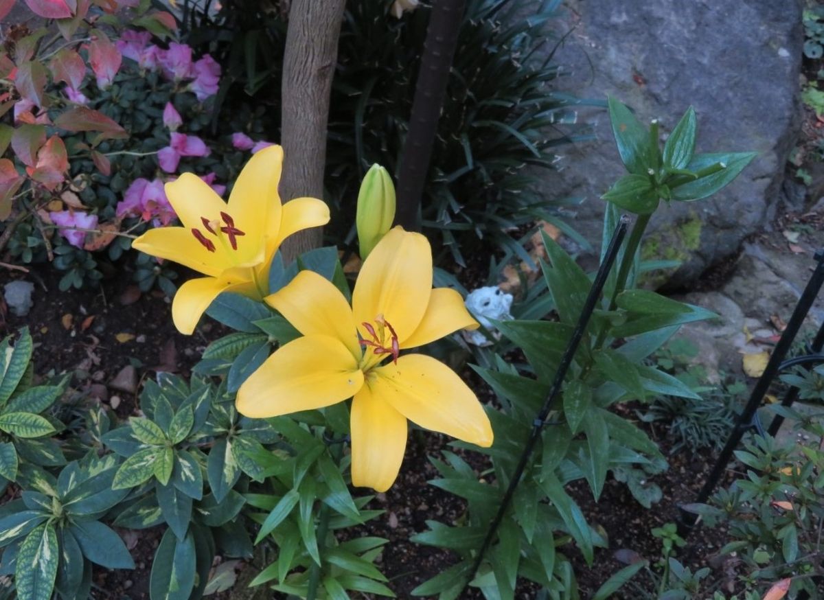 スカシユリ(ハマユリ)の花