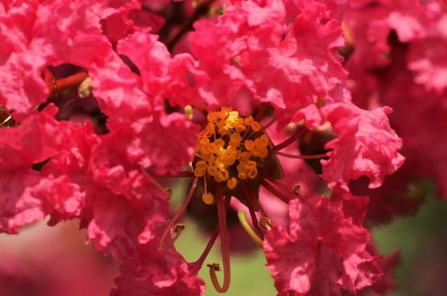 朝　感じなかった「百日紅」