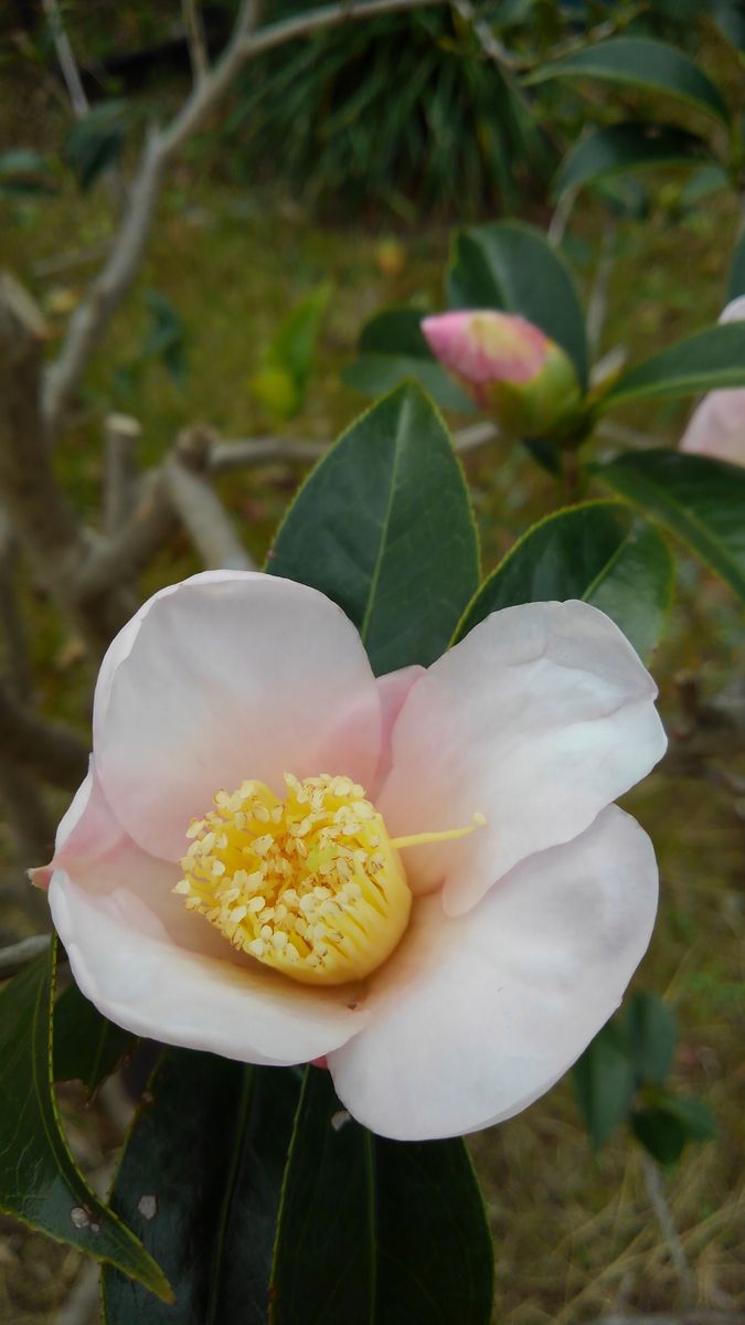 ☆実家のお花たち☆